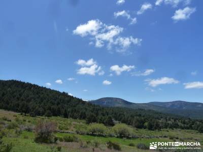 El pinar del Puerto de Navafría;cercedilla rutas;bastones senderismo;las presillas rascafria